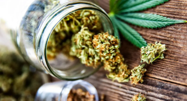 A Beginner’s Guide to Mail Order Marijuana Services